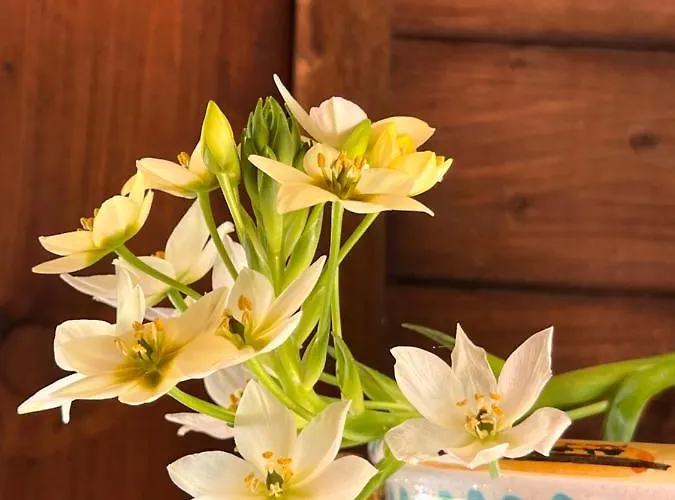 Giardino Di Circe 阿格里真托